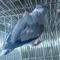 طوطی کاترین مرغ عشق  انگلیسی  پروتلت هشت خان|پرنده|قدس, شهر‌قدس|دیوار