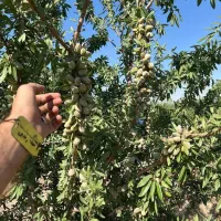 ارائه نهال بادام اسراییلی سازگار با شرایط کم آبی