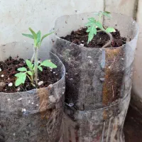 نشا گوجه گیلاسی
