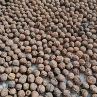 گردو|خوردنی و آشامیدنی|اسفراین, |دیوار