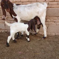 بزپاکستانی