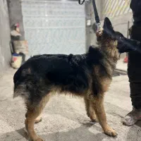 سگ ژرمن شولاین|سگ|شاهرود, |دیوار