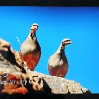 سرفیس ۵ پرو / Surface Pro 5|رایانه همراه|تهران, اختیاریه|دیوار