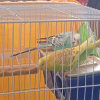 یک جفت مرغ عشق سالم و با تخم لان نش میدم 500