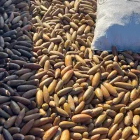 بلوط درجه یک ریز|حیوانات مزرعه|شوشتر, |دیوار