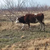 گوساله اصل سمینتال پای کل وگوسال|حیوانات مزرعه|نوشین شهر, |دیوار