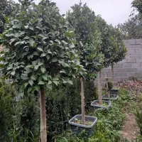 باغبانی رودهن پردیس جاجرود دماوند بومهن|خدمات باغبانی و درختکاری|پردیس, شهرک صنعتی کمرد|دیوار