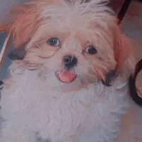 شیتزو فلت عروسکی