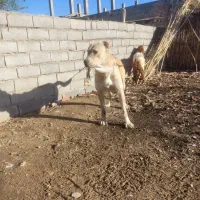 سگ گمشده 20روز بیش|حیوانات|گنبد کاووس, |دیوار