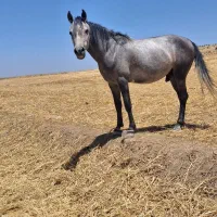 اسب|اسب و تجهیزات اسبسواری|آشخانه, |دیوار