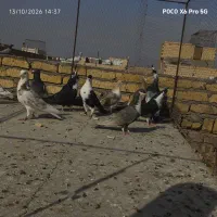 تعدادی کفتر رو هم ۳۵۰۰