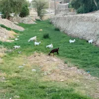 نه عدد بز و بیگ|حیوانات مزرعه|مسجد سلیمان, |دیوار