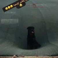 روتوایلر نر|سگ|رفسنجان, |دیوار