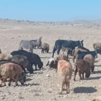 خر یا الاغ گله ای آروم و جوان|حیوانات مزرعه|پاسارگاد, |دیوار