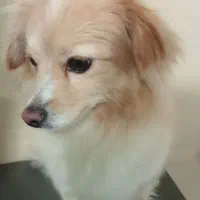 سگ پامر اشتپیز 7ماهه