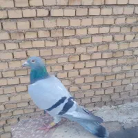 کبوتر|پرنده|شوشتر, |دیوار