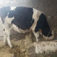 گوساله|حیوانات مزرعه|رامیان, |دیوار