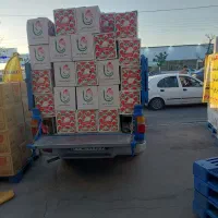 پخش تخم مرغ عمده