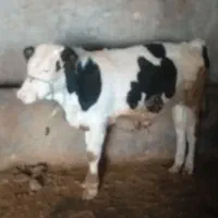 یک راس گوساله نرسیمینتال ویک راس گاوباگوساله ماده|حیوانات مزرعه|شیروان (لرستان), |دیوار