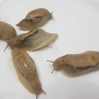 حلزون افریقایی