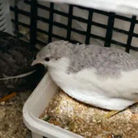 بلدرچین|حیوانات مزرعه|تهران, نازی‌آباد|دیوار