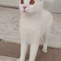 گربه|گربه|کامیاران, |دیوار