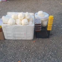 فروش عسل وکره محلی|خوردنی و آشامیدنی|بجستان, |دیوار