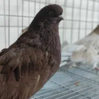 کبوتر رنگی و سرور