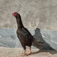 مرغ
