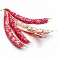 لوبیا چیتی تازه الموت با پوست|خوردنی و آشامیدنی|محمدیه-قزوین, |دیوار