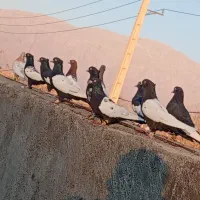 کفتر بهبونی پرشی