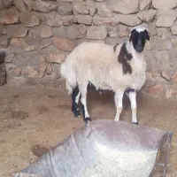 بره قوچ سفید لری(خالی) یا (ابلق)