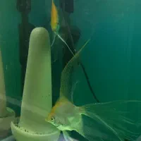 آنجل صدفی مولد