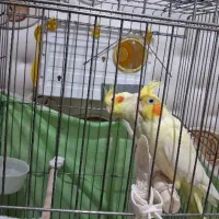 عروس هلندی مولد ، مرغ عشق ، فنچ نر|پرنده|قزوین, |دیوار