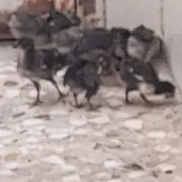 شیبان شهرک جنوبی پشت منازل رویضی