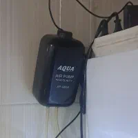 آکواریم شیشه خم|ماهی|مریوان, |دیوار