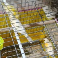 قناری سرخ و زرد|پرنده|لامرد, |دیوار