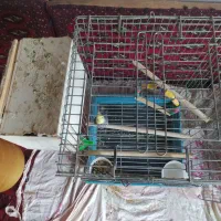عروس هلندی نر  مست مست 2سالشه