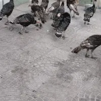 بوقلمون800000