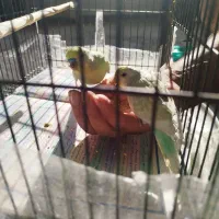 جفت مرغ عشق نیمه دستی|پرنده|ری, جوانمرد قصاب|دیوار