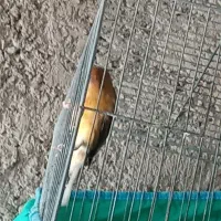با سلام پرتقالی سبز هر سه دهنتخت|پرنده|فسا, |دیوار