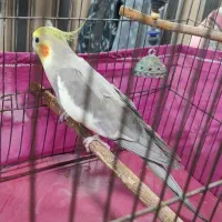 عروس هلندی نر