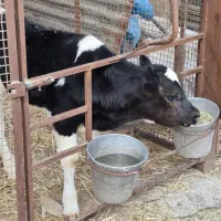 گاو گوساله نر|حیوانات مزرعه|مرودشت, کناره|دیوار