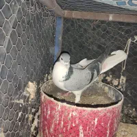 کبوتر طوقی پاک