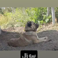 نرعراقی گمشده|حیوانات|ارومیه, |دیوار