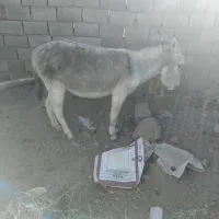 الاغ ماده خیلی خر خوبیه تو گله هم بوده|حیوانات مزرعه|نیشابور, مبارکه|دیوار