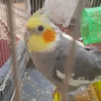 عروس هلندی|پرنده|مشهد, قائم|دیوار