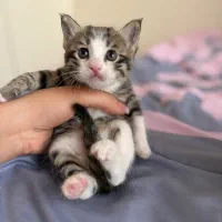 واگذاری رایگان توله گربه