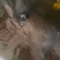 آکواریوم با ماهی فلاور ۲۵سانتی و ۹فایتر