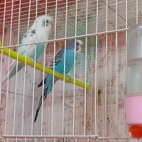 مرغ عشق جفت آماده